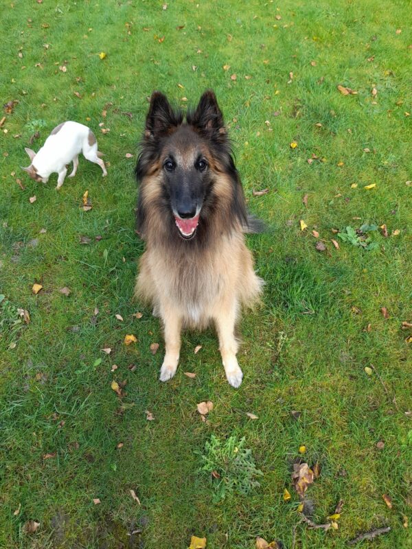 Reserveren Pension Dierenpension Oud Gastel