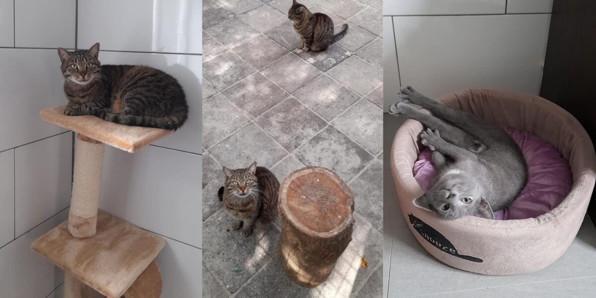 Katten Pension Dierenpension Oud Gastel